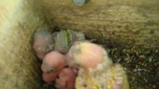 preview picture of video 'Periquitos Australianos (Melopsitacus Undulatus) Budgerigar Budgie'