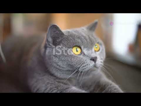 THE WONDERFUL WORLD OF CATS!!!!!!!!!