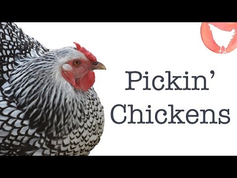 Choosing Chicken Breeds Video