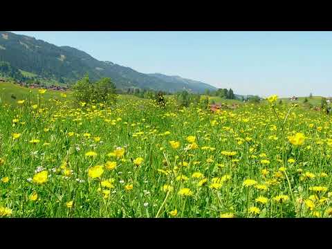Relaxing Meadow with Ambient Nature Sounds, Wildflowers, and Mountain View 10mins