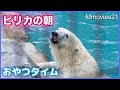 朝の水浴と魚を待ってるホッキョクグマ【ピリカ】朝の散歩【サツキ】Polar Bears in the morning at Asahiyama zoo