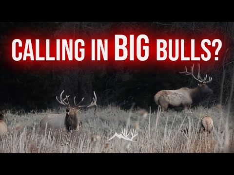 Calling in Dominant Herd Bulls - Advanced Elk Calling