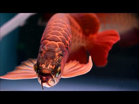 Lovely Arowana LiveWallpaper Video