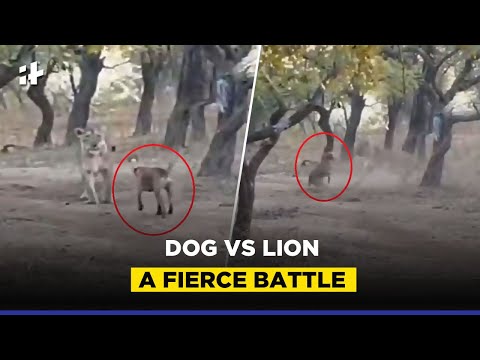 Dog Vs Lion Viral Video: A Fierce Battle