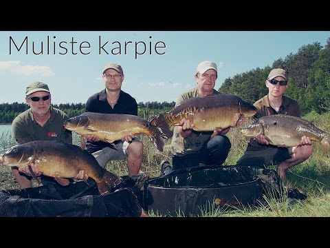 Łowienie karpi na mulistym dnie / Jezioro Tuszynek / film karpiowy