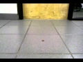 Bingo Ball Penny Throw Part 2