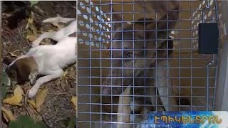 «Հատուկ օպերացիա» կենդանաբանական այգում. ինչպե՞ս են վնասազերծվել թափառող շները