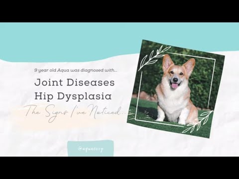 Corgi Health Problems: Joint Diseases, Hip Dysplasia