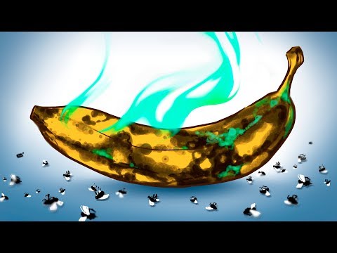 独自のショウジョウバエ捕獲器を作る: これが仕組みです トピックス