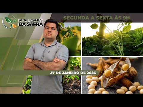 Colheita da soja avança com grandes produtividades em Palotina/PR e setor do arroz se mobiliza..