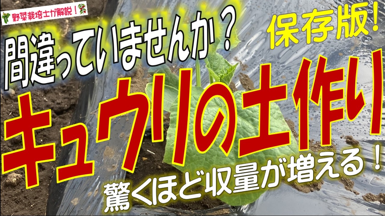 キュウリの土作り！果実が増える土作りのコツとポイントを完全解説！土作りはいつから始めてどうやるの？