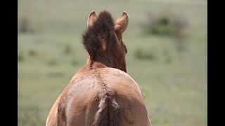 Pourquoi parler du point de vue du cheval 