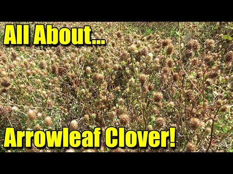 download lagu mp3 mp4 Arrowleaf, download lagu Arrowleaf gratis, unduh video klip Arrowleaf