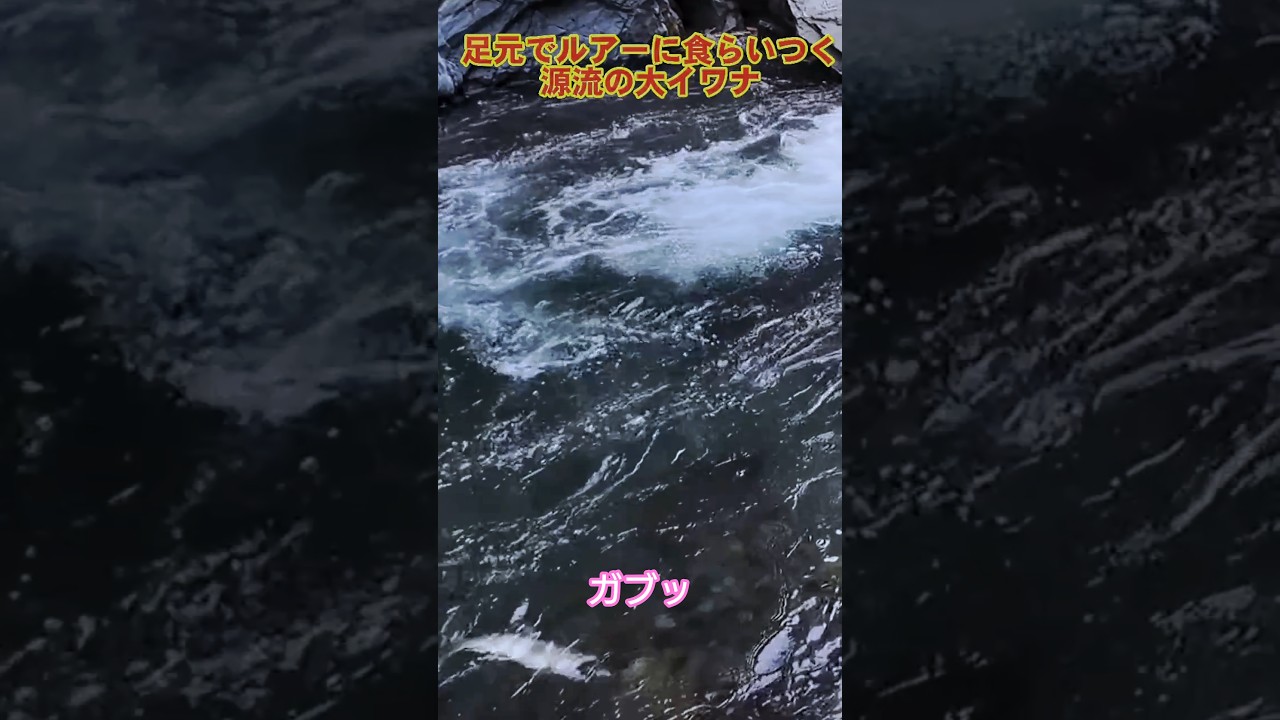 源流大イワナが足元でルアーに食いつく瞬間