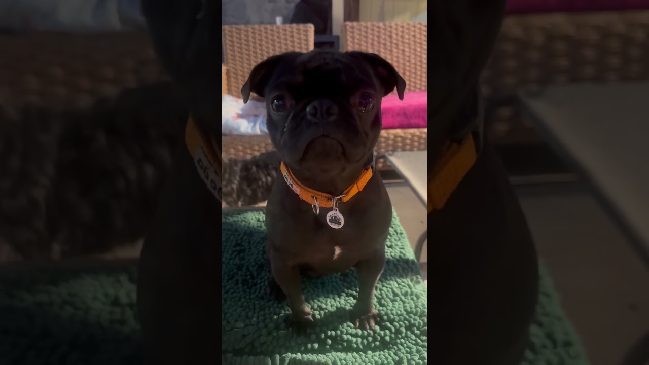 Gatsby, a ADOPTABLE Pug in Santa Monica, CA video 6/6