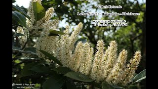 Galerie Fotoserie Lorbeerkirsche Prunus laurocerasus Pontische Lorbeer Kirsche 