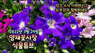 양재꽃시장 식물튜브 [랜선으로 아이쇼핑 하시면서 눈호강과 힐링 하세요~]  #양재꽃시장 #식물튜브 #월동 #…