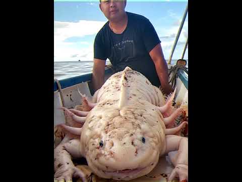 Giant Axolotls?! #axolotl  #cryptozoology  #cryptids #sea #ocean