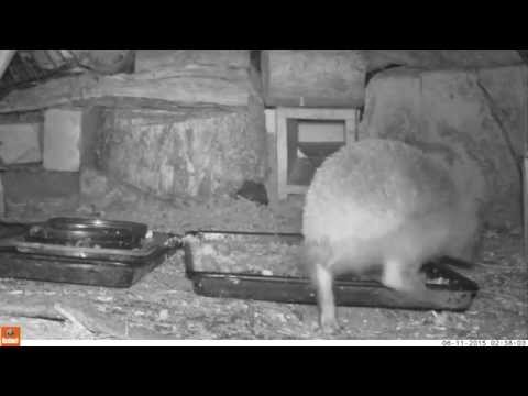 Hedgehog lifts tray with nose 11jun15 cams uk 238a