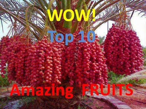 WOW! Amazing Agriculture Technology - fruits