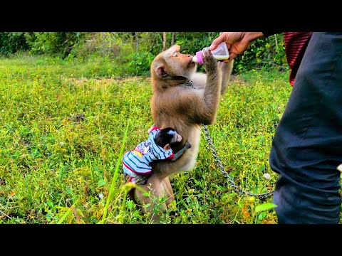 Roma very sweet hug mom Phimly Hug tightly when going out for a walk Away from home