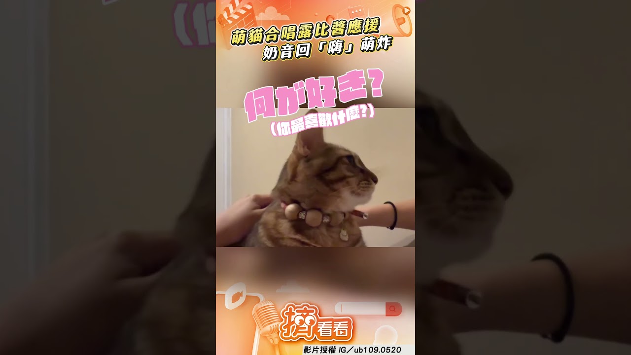 影音/萌貓合唱「露比醬」秒融化 超萌奶音回「嗨」心臟爆擊