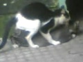 Animal Seks 3gp
