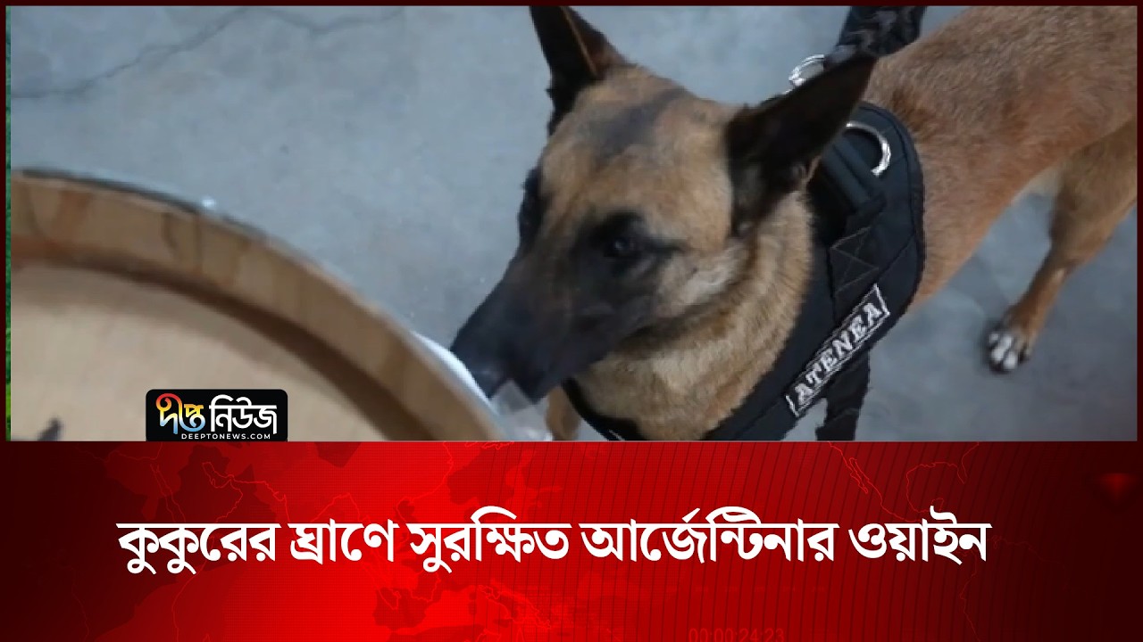 কুকুরের ঘ্রাণে সুরক্ষিত আর্জেন্টিনার ওয়াইন | Dogs Protect | Deepto News