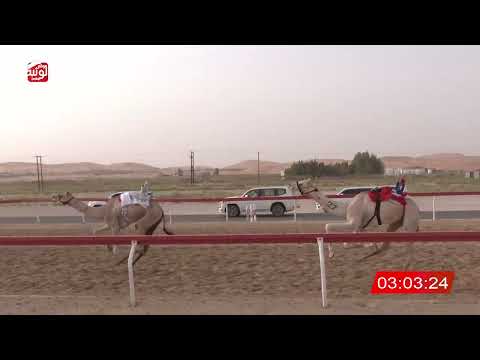ش 11 (خيال) لـ وليد عبدالله بن سالم الدرعي 4:42 ، مهرجان العين 2026/08/02 حقايق الساد