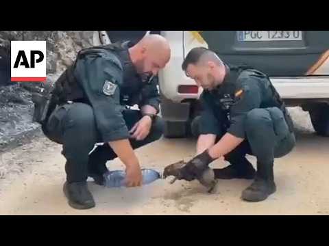 Spanish Civil Guard rescue and give water to animals during wildfires
