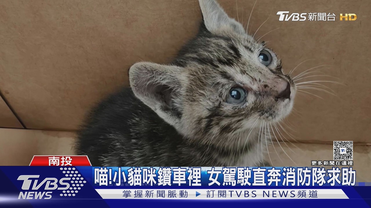 救援超展開!消防員拆車救出小奶貓 水汪汪大眼融化打火兄弟