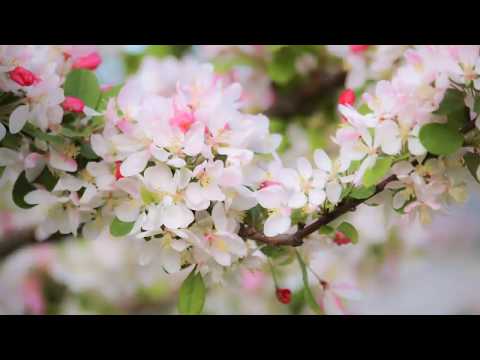 Reiki Healing and Yin Yoga Music with Timer 24 x 3 Minute Tibetan Bells   1 hour 12 minutes