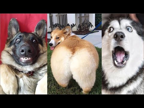 Vidéo des chien marrant et drôle | compilation memes chien twitter et tik tok 2021