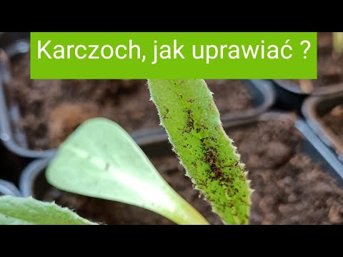 Karczoch, siew i pikowanie. Jak uprawiać karczochy? Karczoch jako roślina ozdobna, warzywo i zioło.