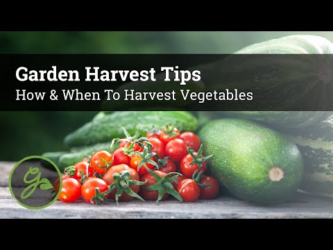 , title : 'Garden Harvest Tips - How To Pick Perfect Produce'