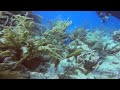 Polly The Parrotfish