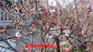 御厨神社 梅