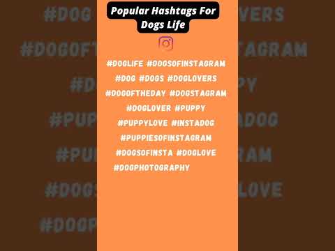 Popular Hashtags For Dogs Life⭐⭐⭐⭐⭐