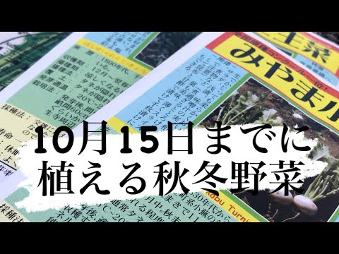 オクラはあまり知られていないが、見事な花を咲かせる一年草です。