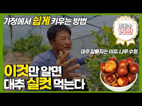 , title : '가정에서 대추나무 쉽게 키워서 실컷 먹는 방법'