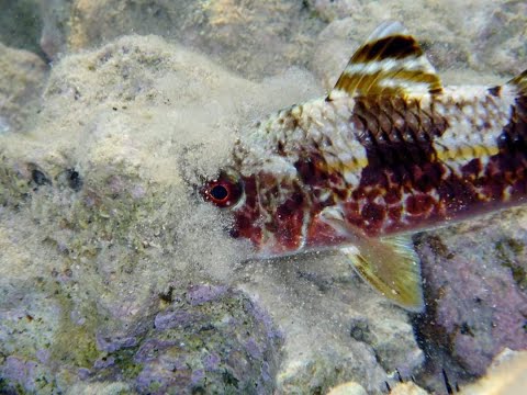 TIHOMIR TV - TRLJA KAMENJARKA (Official Educational Video)