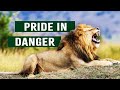 Starving Lions Struggle To Survive The Drought | Predators In Peril | Apex Predator