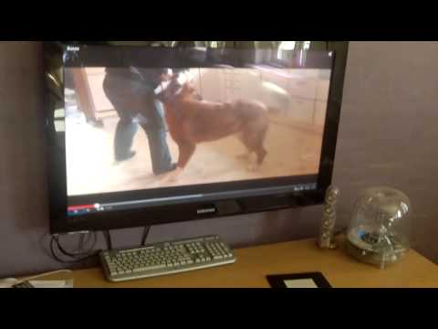 Basse får øje på sig selv i fjernsynet.. stor larm og ballade..