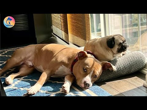 Saved at the Last Minute - The Joyful Life of Rambo