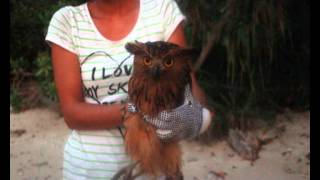 preview picture of video 'Relâcher d’un Kétoupa Malais / Release of a Buffy Fish-Owl'