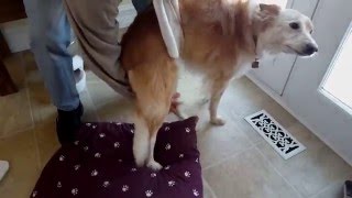 Sandy the Dog - Slipped Disc - Video #1