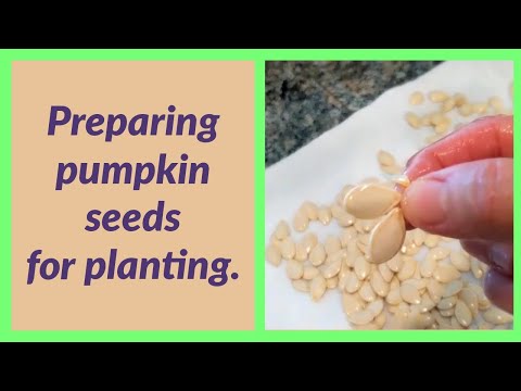 How to Prepare Pumpkin Seeds for Planting — once you've scooped them out of a pumpkin you're cooking