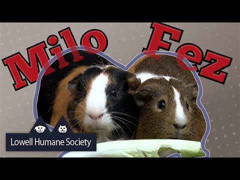 Adoptable Pet of the Week - Milo & Fez