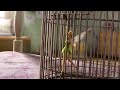 Disney Tinkerbell And The Great Fairy Rescue Tinkerbell Gets Trapped