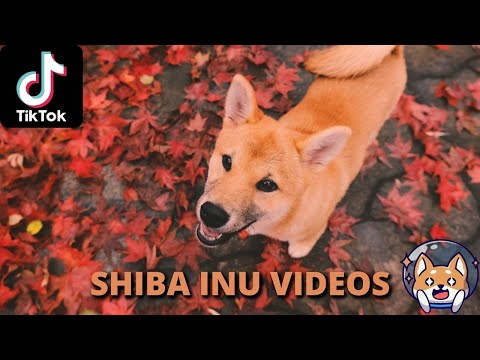 Shiba Inu Videos | Shiba Inu | Balltze | Dogs Tiktoks